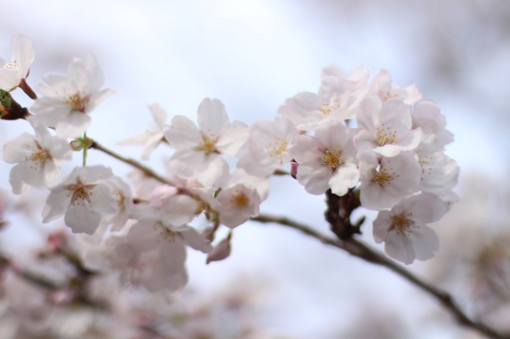 Cherry Blossom Season in Japan: A 28-Day Journey